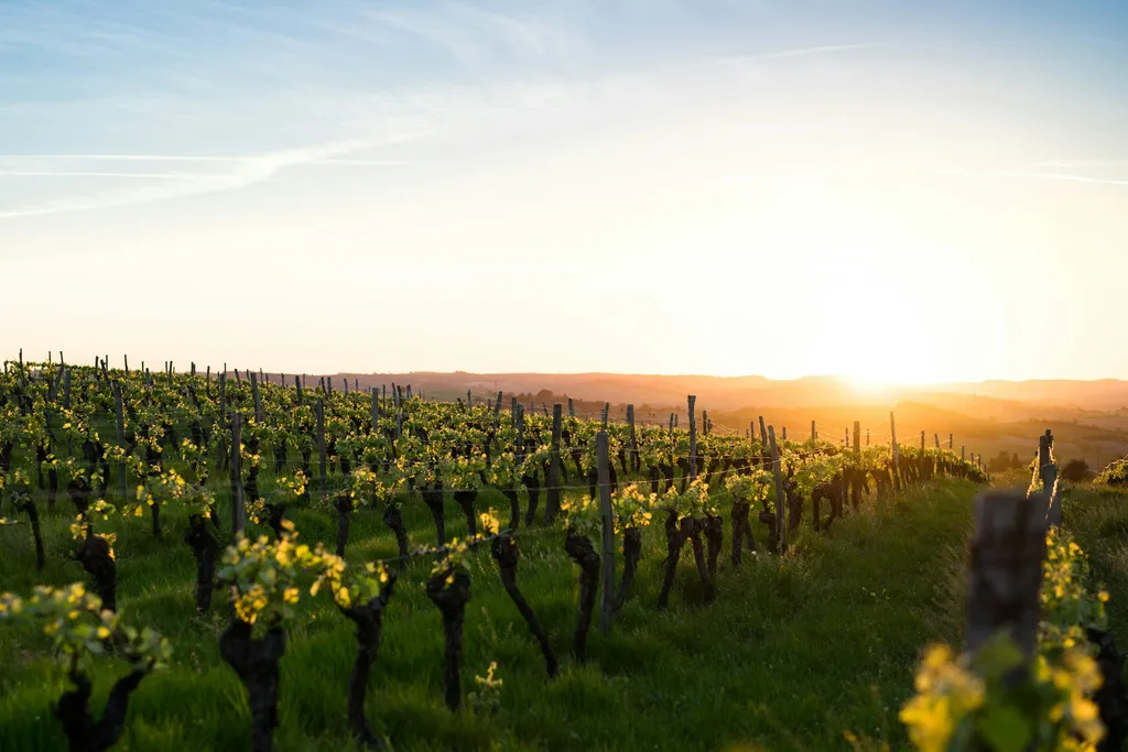Rows of vines on a Moldovan hillside in warm, low evening light