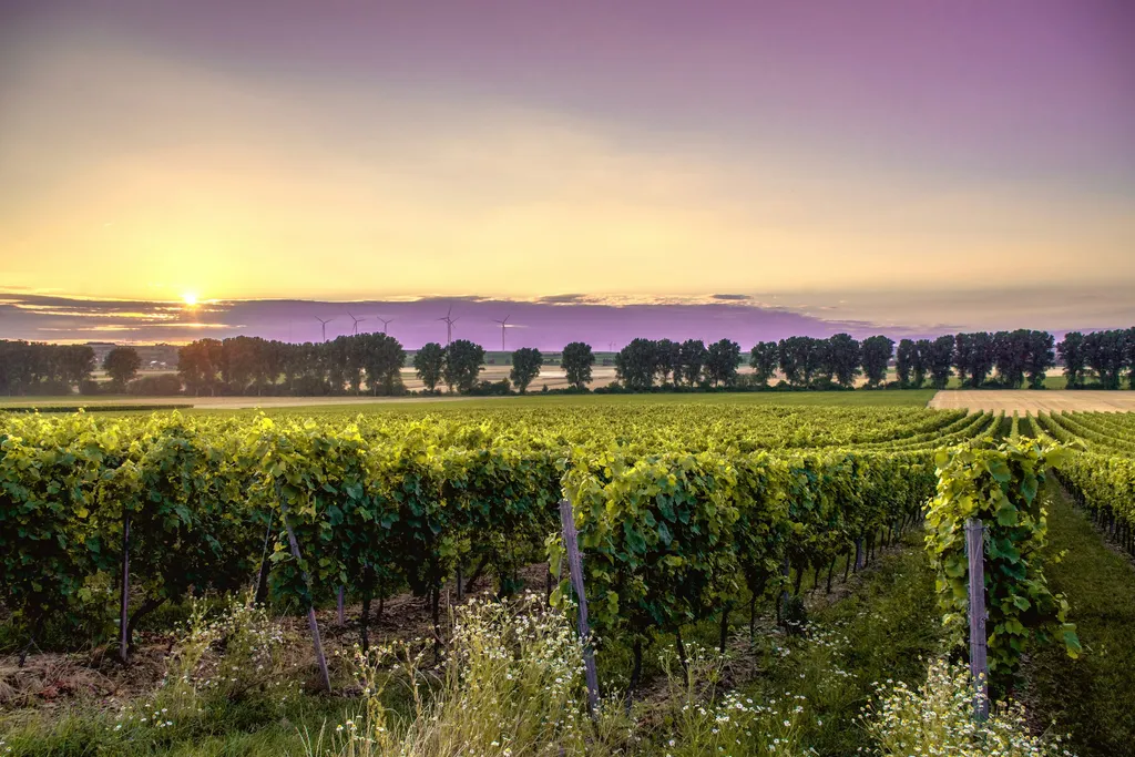 Vineyard hills at sunset in southern Moldova