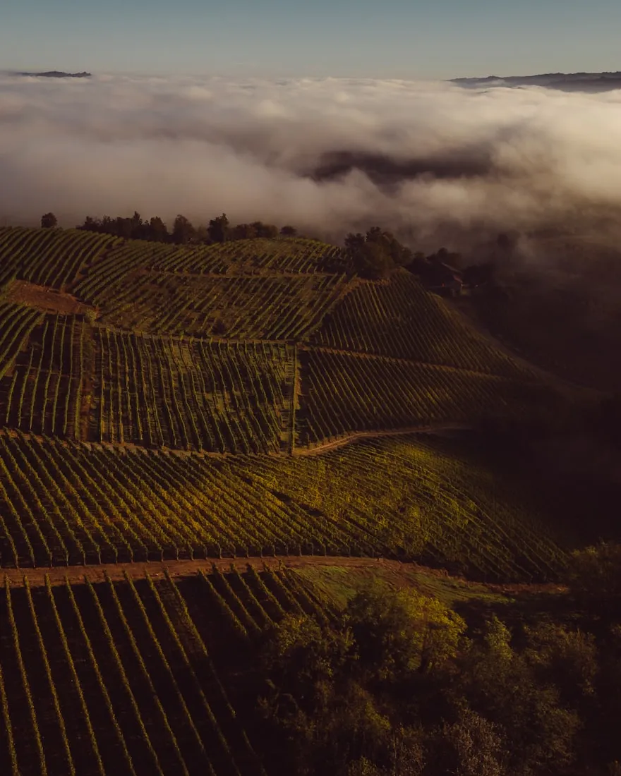 Rows of vines on a hillside vineyard emerging from morning fog